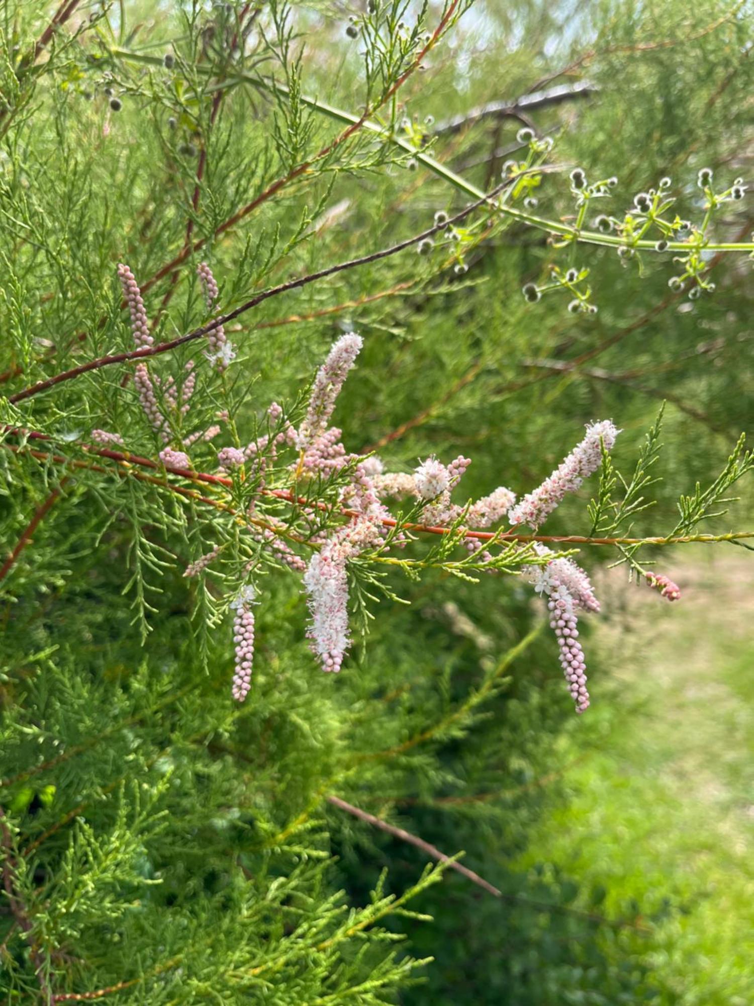 Tamarisk Cabin Bude Kültér fotó
